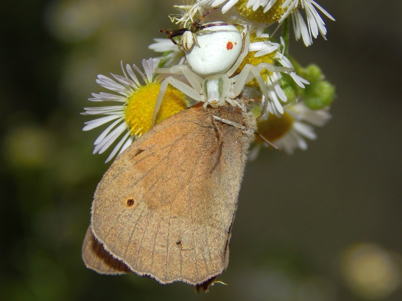 Predatori di farfalle